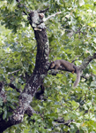 Hot Squirrel in Missouri 4419